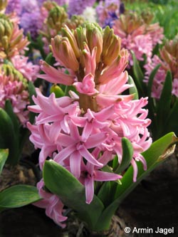 Hyacinthus_orientalis_Herker040409_ja01.jpg