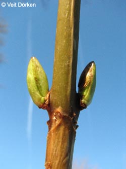 Hydrangea_macrophylla_EN250109_VD01.jpg