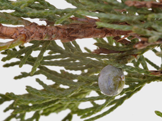 Juniperus_chinensis_GreyOwl_DM01.jpg