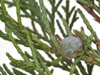Juniperus_chinensis_GreyOwl_DM02.jpg