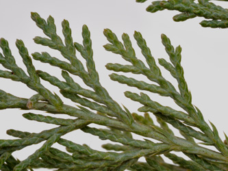 Juniperus_chinensis_GreyOwl_DM03.jpg