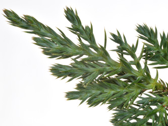 Juniperus_chinensis_GreyOwl_DM05.jpg