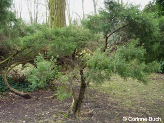 Juniperus_chinensis_HERSodingenSuedfriedhof250212_ho01.jpg