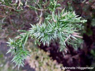 Juniperus_chinensis_HERSodingenSuedfriedhof250212_ho03.jpg