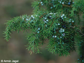 Juniperus_communis_ja12.jpg