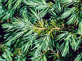Juniperus_conferta_ja01.jpg