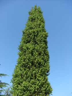 Juniperus_drupacea_040807_ja02.jpg