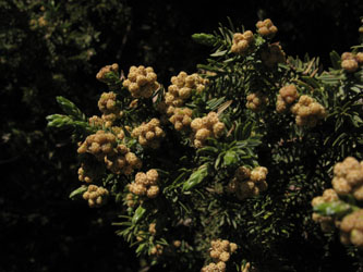 Juniperus_drupacea_Arkadien_Geraki-Kosmas_GR2013_100413_ja20.jpg