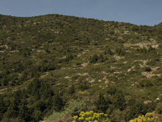 Juniperus_drupacea_Arkadien_Geraki-Kosmas_GR2013_100413_ja30.jpg