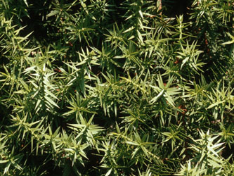 Juniperus_drupacea_BG232_ja01.jpg