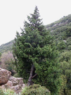 Juniperus_drupacea_ParnonKosmas_GR2011_010411_ja01.jpg