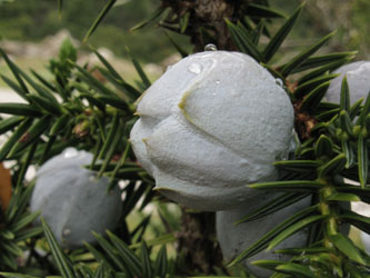 Juniperus_drupacea_ParnonKosmas_GR2011_010411_ja04.jpg
