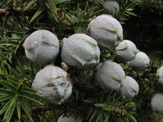 Juniperus_drupacea_ParnonKosmas_GR2011_010411_ja12.jpg