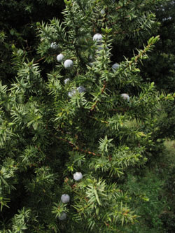Juniperus_drupacea_ParnonKosmas_GR2011_010411_ja16.jpg