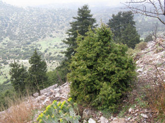 Juniperus_drupacea_ParnonKosmas_GR2011_010411_ja30.jpg