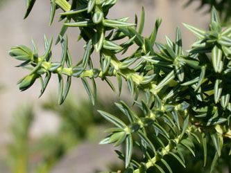 Juniperus_drupacea_vegetativ_ja01.jpg