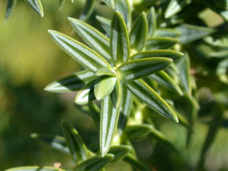 Juniperus_drupacea_vegetativ_ja05.jpg