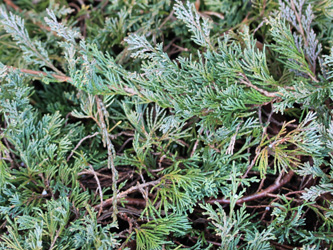 Juniperus_horizontalis_BOWeitmarFranziskusfriedhof_060316_CB01.jpg