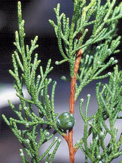 Juniperus_phoenicea_ja01.jpg