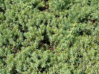 Juniperus_procumbens_Nana_ja02.jpg