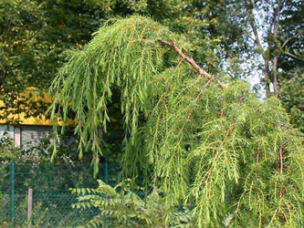 Juniperus_rigida_ja11.jpg