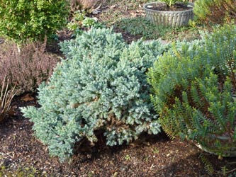 Juniperus_squamata_BlueStar_BoWeitmarMatthaeusfriedhof230214_ho39.jpg