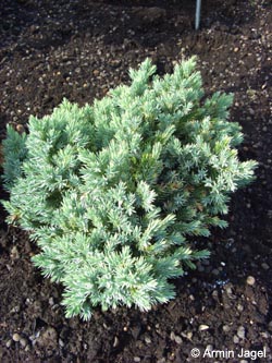 Juniperus_squamata_BlueStar_Bommern230607_ja02.jpg