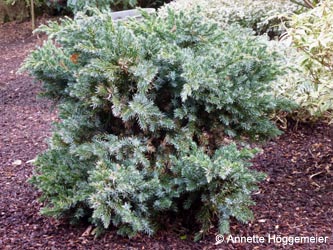 Juniperus_squamata_Bochum_Wiemelhausen_150301_ho01.jpg