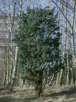 Juniperus_squamata_Meyeri_ja03.jpg