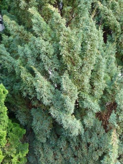 Juniperus_virginiana_BoWeitmarMatthaeusfriedhof230214_ho14.jpg