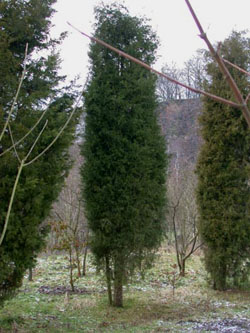 Juniperus_virginiana_ja20.jpg