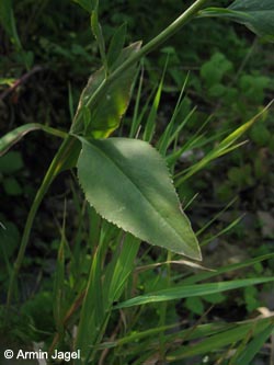 Lepidium_latifolium_Bremm_Mosel2009_ja06.jpg