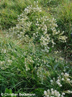 Lepidium_latifolium_DuisburgHombergRhein250813_CBeckmann16.jpg