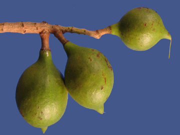 Macadamia_ternifolia_150811_VD01.jpg