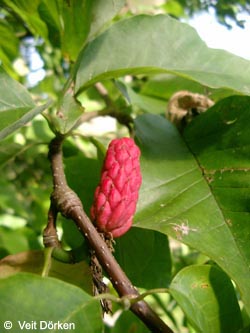 Magnolia_acuminata_Fruechte_VD01.jpg