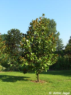 Magnolia_grandiflora_BGD040807_ja02.jpg