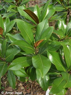 Magnolia_grandiflora_BGD150308_ja01.jpg