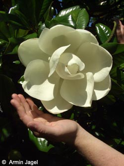 Magnolia_grandiflora_Gruga010706_ja03.jpg