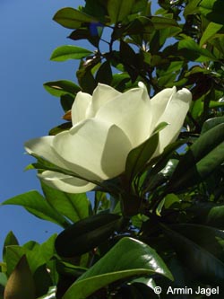 Magnolia_grandiflora_Gruga010706_ja07.jpg