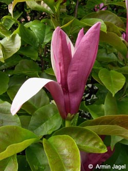 Magnolia_liliiflora_Nigra_BZW270506_ja02.jpg