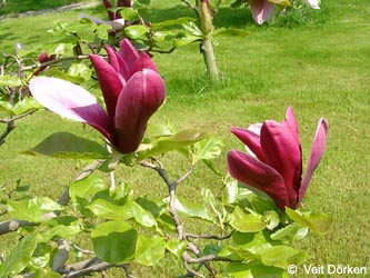 Magnolia_lilliflora_Nigra_VD02.jpg