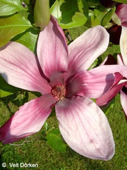 Magnolia_lilliflora_Nigra_VD04.jpg