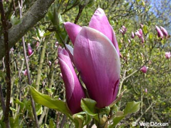 Magnolia_lilliflora_Nigra_VD07.jpg