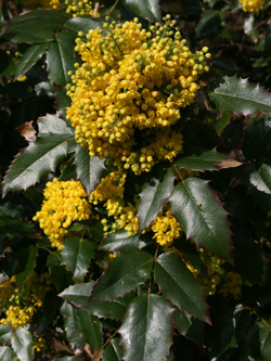 Mahonia_aquifolium_Mittelrhein_2012_cb.jpg