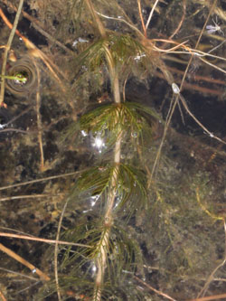 Myriophyllum_alterniflorum_260615_CB03.jpg