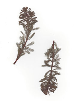 Myriophyllum_verticillatum_HerbarFreund.jpg