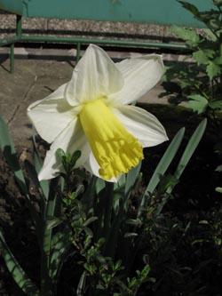 Narcissus_Ara_BORoncalli110412_ja01.jpg
