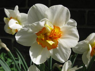 Narcissus_FlowerDrift_BODanziger160411_ja04.jpg
