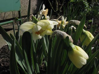 Narcissus_FlowerDrift_BOROncalli180412_ja01.jpg