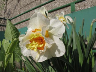Narcissus_FlowerDrift_BORoncalli220412_ja01.jpg